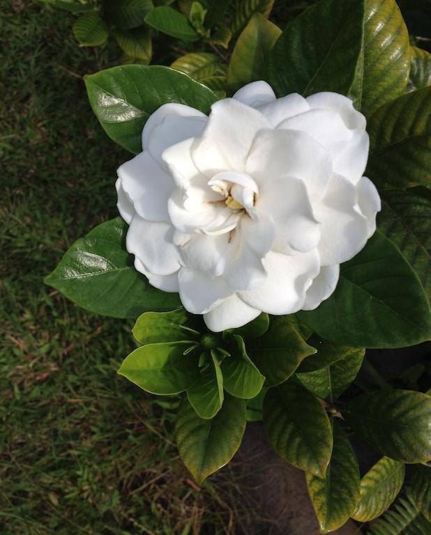 Heavenly Hana Paradise Room photo