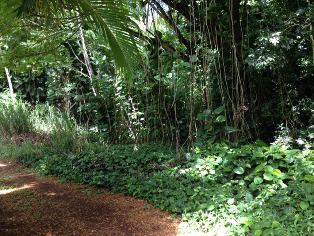Heavenly Hana Paradise Room photo